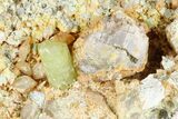 Lustrous, Yellow Apatite Crystals on Feldspar - Morocco #185474-1